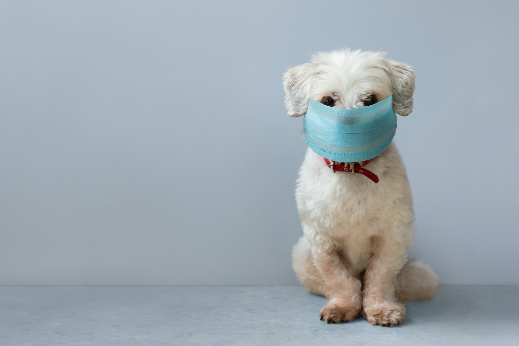 Dog wearing a face mask