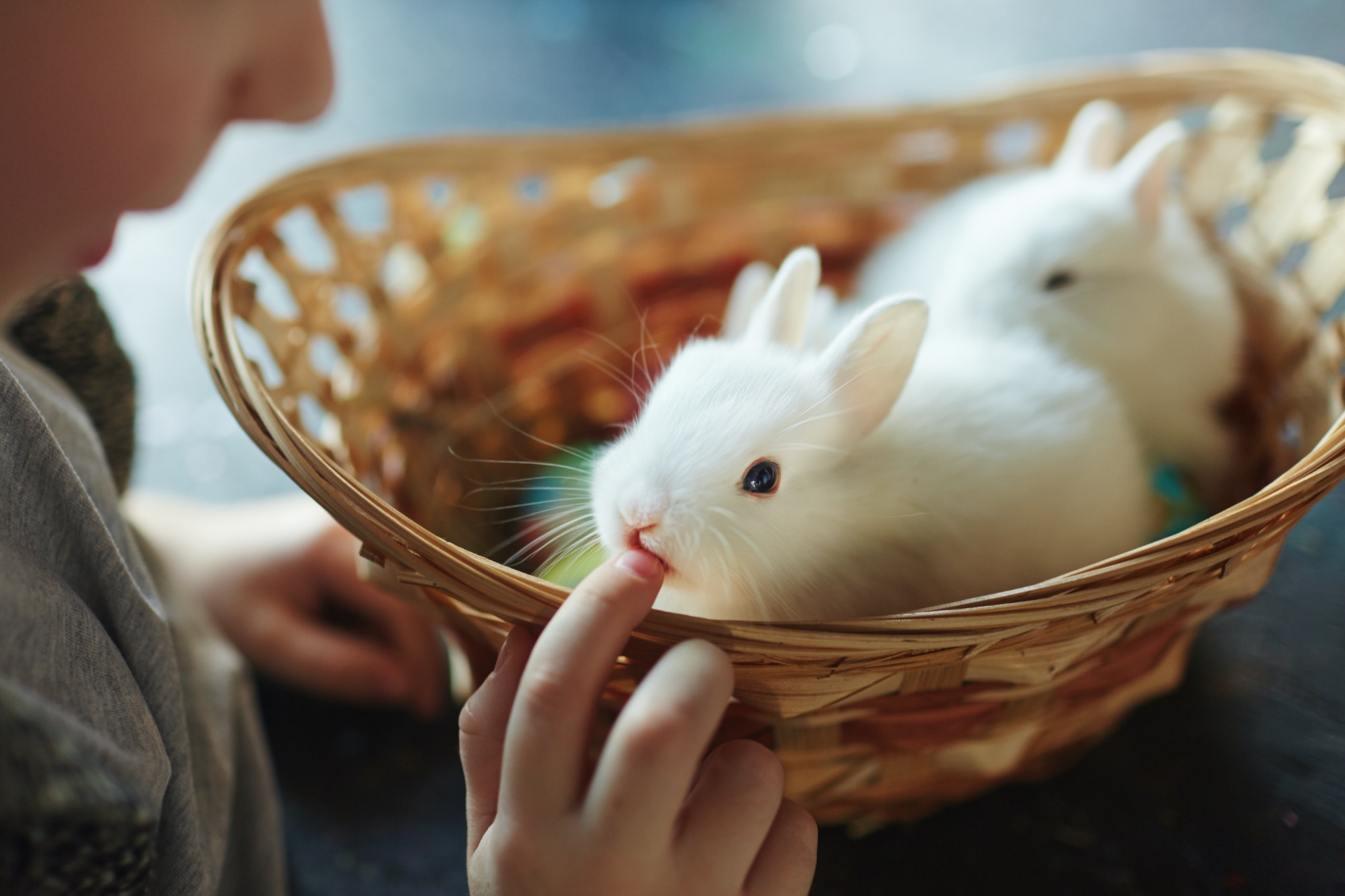 Play with pet